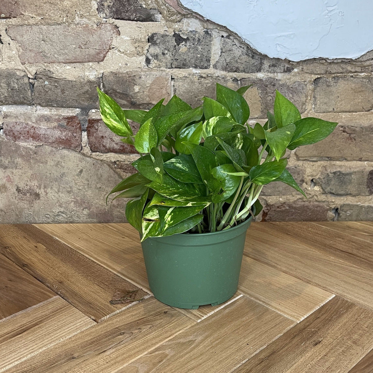 Pothos 'Golden'