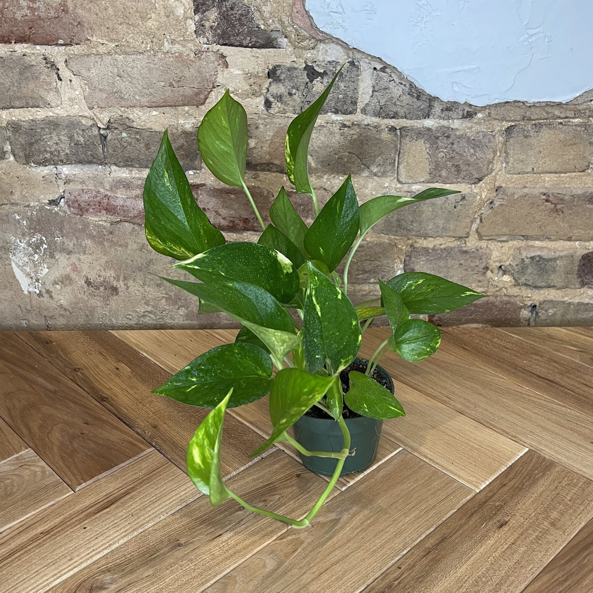 Pothos 'Golden'